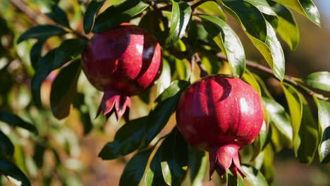 pomegranates on a tree