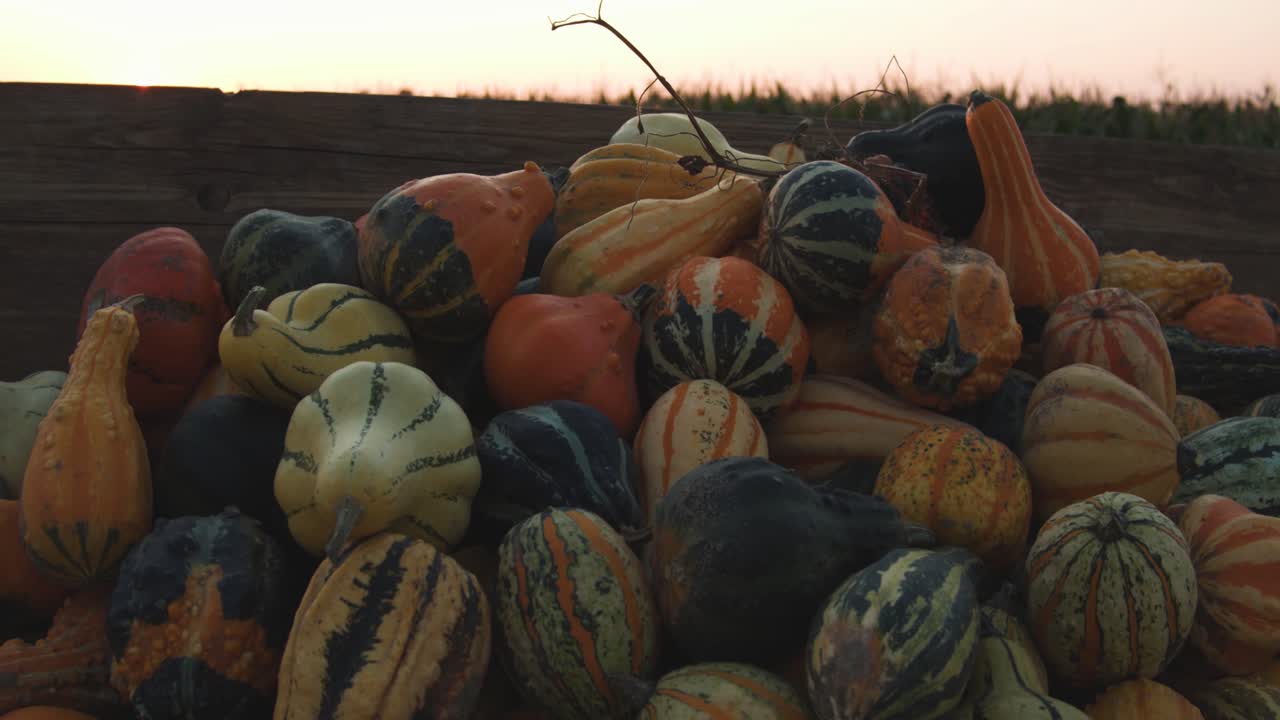 옥수수 밭 앞 장식용 호박 더미