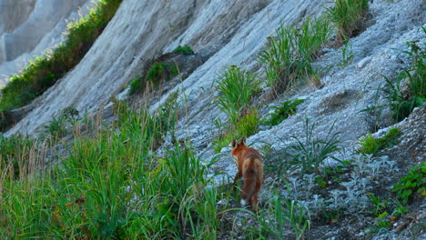 roter fuchs auf einem felsigen hügel