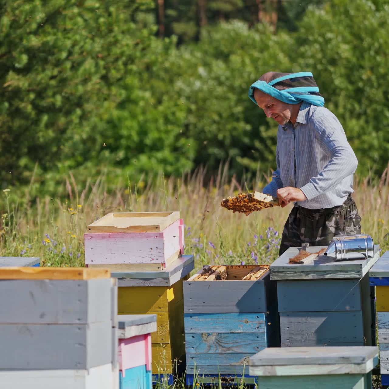 Apiarist examines bees. Professional beekeeper stands near beehives and takes out frame full of bees. Apiary among green nature.