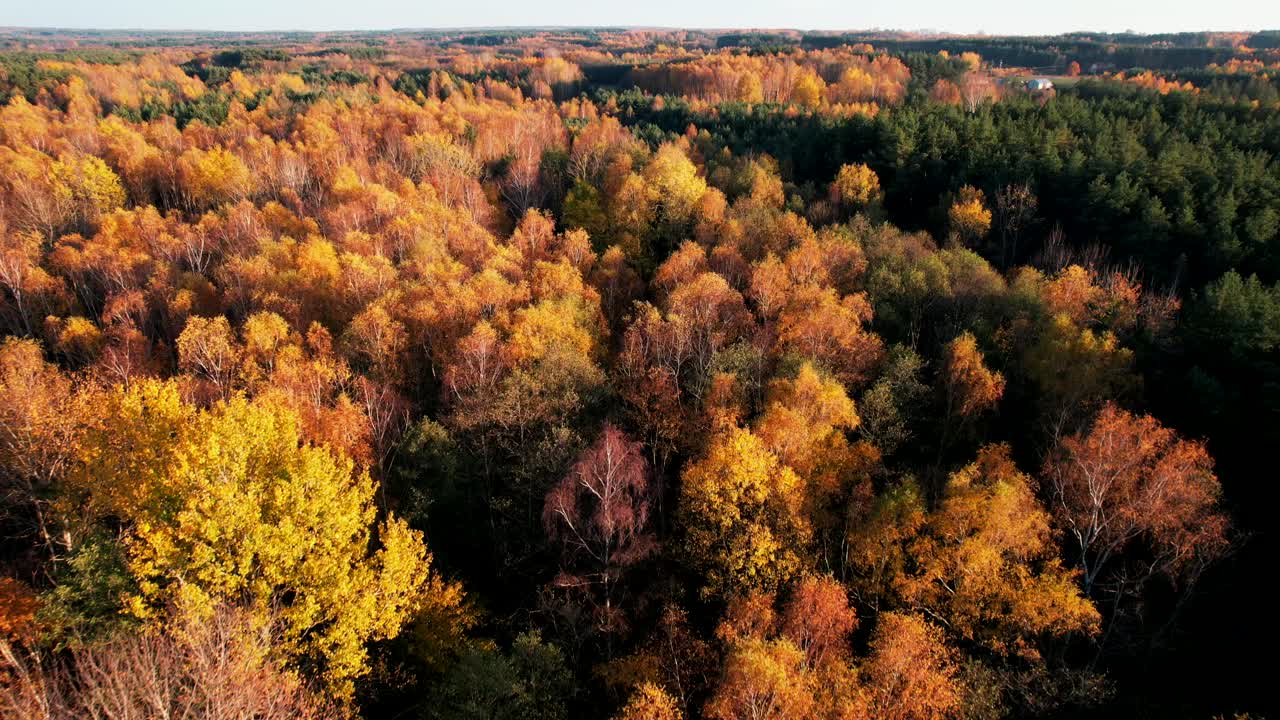 Vast forest colored by warm, autumnal tones