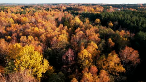 vasto bosque coloreado por tonos cálidos y otoñales
