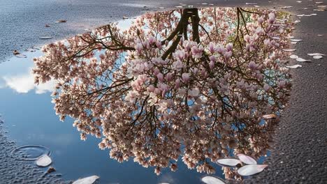 a serene reflection of blooming magnolia blossoms in a puddle, capturing the beauty of nature's delicate petals and clear sky above in a tranquil urban setting