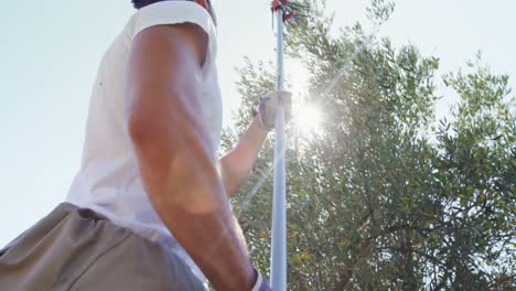 farmer harvesting olive with rack 4k