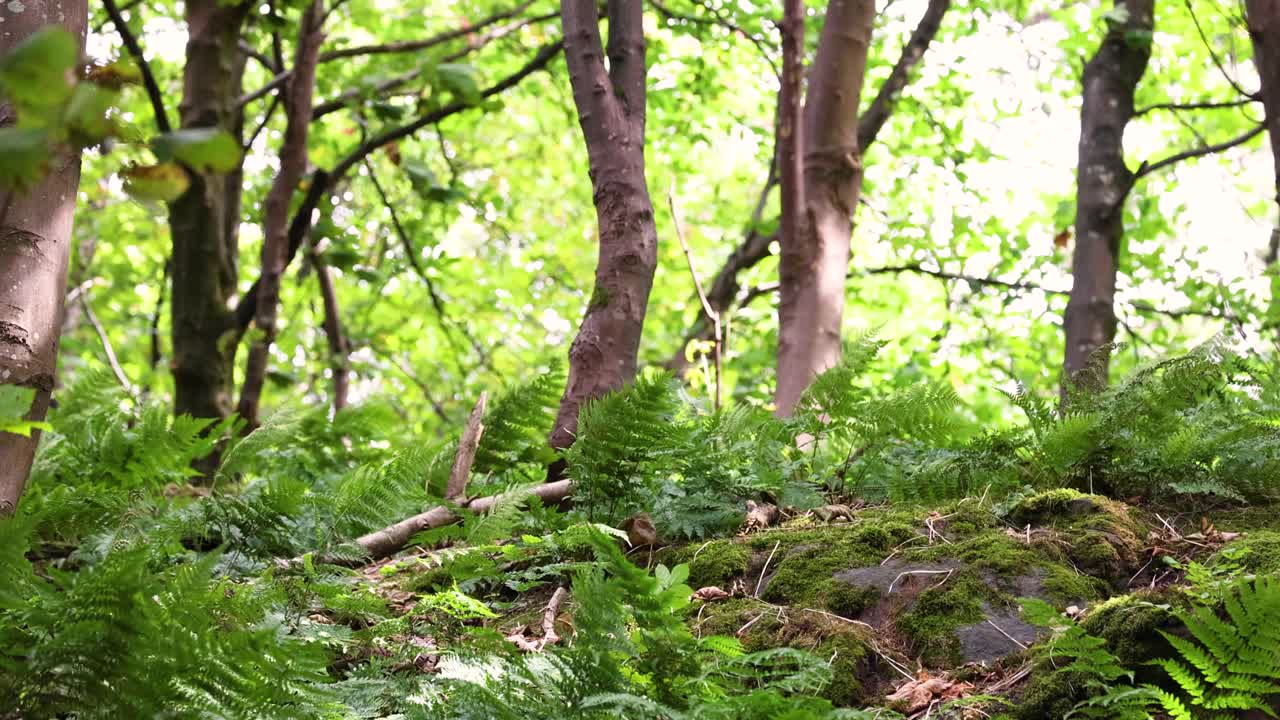 la vegetación exuberante en el bosque de stirling, escocia