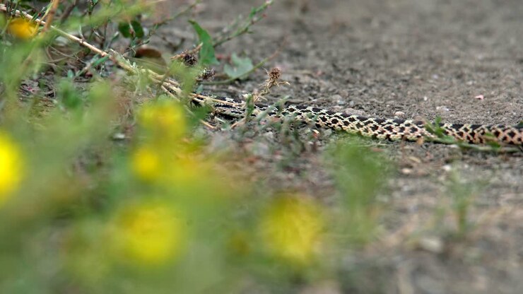 Un piccolo serpente toro che striscia.