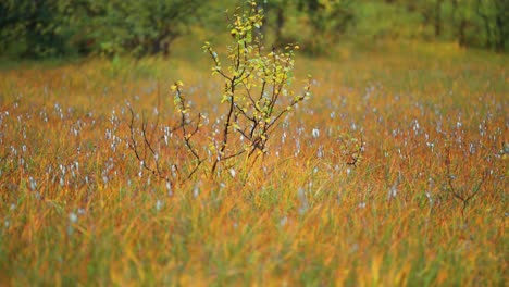 A-tiny-birch-tree-surrounded-bu-fluffy-cotton-grass-in-the-autumn-tundra-wetlands