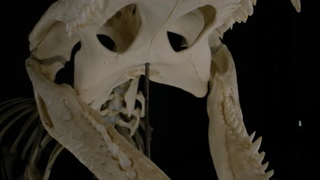 alligator skeleton macro slider out of mouth and jaws