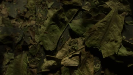 1000fps slow motion of herbs soothingly descending on leaves in forest