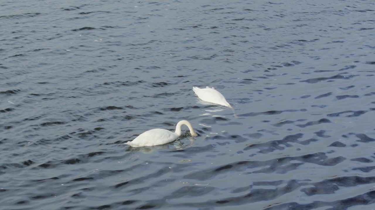 un par de cisnes mudos nadando y alimentándose juntos a la luz de la mañana en el lago