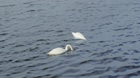 Paar-Höckerschwäne-Schwimmen-Und-Füttern-Gemeinsam-Im-Morgenlicht-Am-See