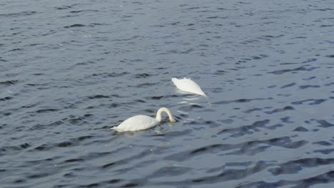 un par de cisnes mudos nadando y alimentándose juntos a la luz de la mañana en el lago