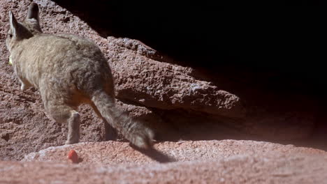 la viscacha de montaña roe y mastica saltando de vuelta a la guarida