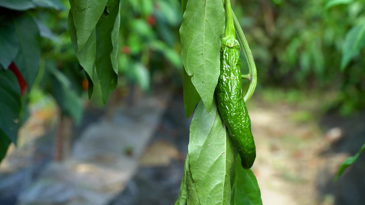 pimienta verde seca demasiado madura colgando de la planta en un clima caluroso sin lluvia en el jardín