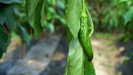 overripe dried green pepper hanging on the plant at hot rainless weather in the garden