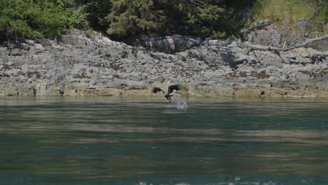 Águila-Capturando-Peces-En-El-Océano-En-Canadá