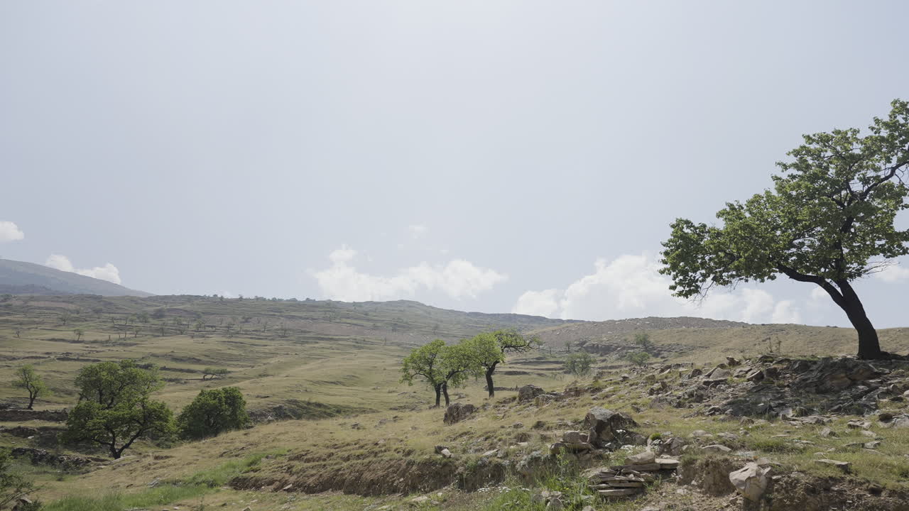 Paesaggio montuoso con alberi ed erba
