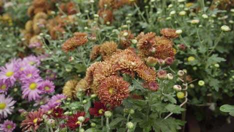 Flores-Y-Plantas-Del-Espectáculo-De-Flores-En-El-Jardín-Botánico-De-Lalbagh,-Bengaluru-bangalore,-Karnataka,-India-2