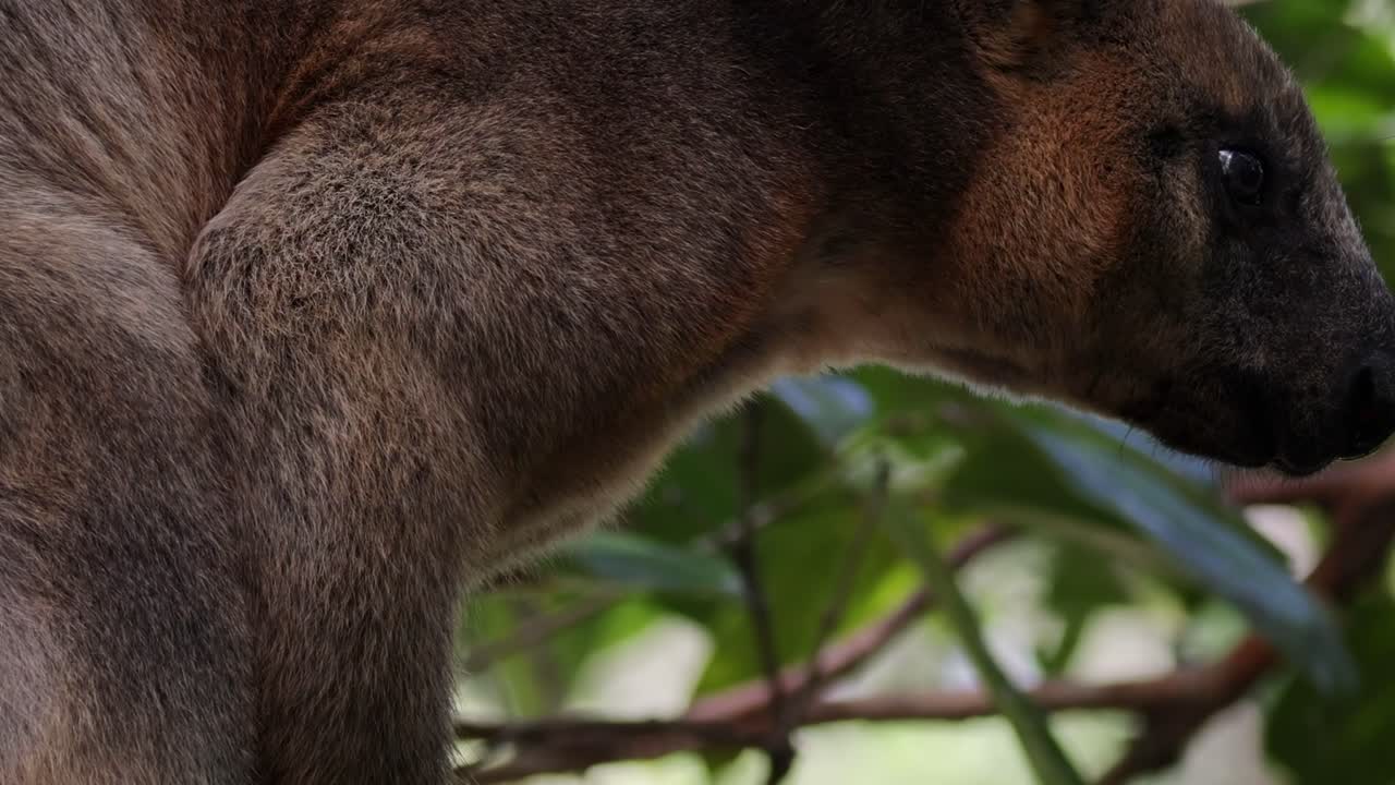 A detailed view of a tree-kangaroo's face and upper body among green foliage.