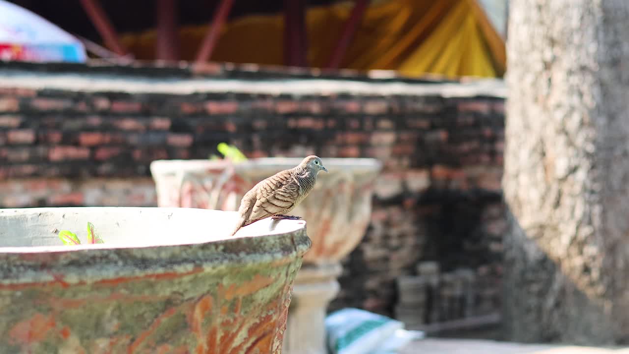 태국 아유타야 의 욕조 에 있는 새