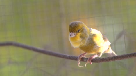 chirping atlantic canary bird sing, singing, serinus canaria , canaries, island canary, canary, or common canaries birds perched on an electric wire