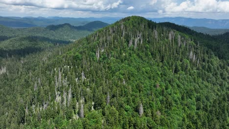 mountainous forest landscape view