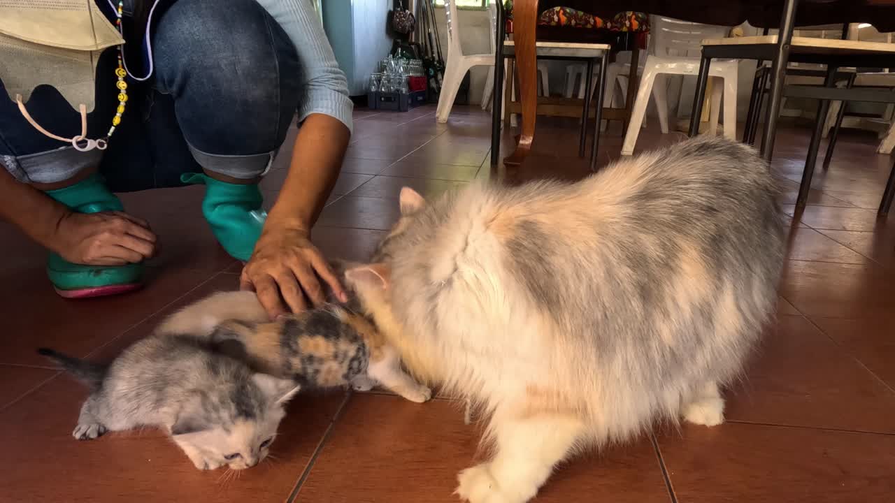 고양이는 어린 새끼 고양이와 부드럽게 상호 작용합니다.