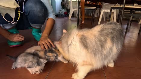 la gata interactúa suavemente con sus gatitos jóvenes.