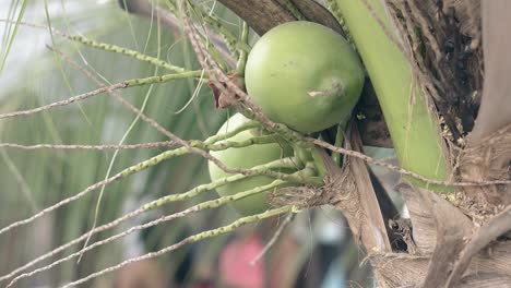 Kokosnussfrucht-Auf-Grünem-Zweig-Mit-Palmenblättern-Schließen