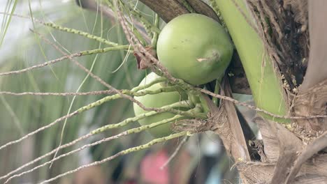 fruta de coco cerca de la rama verde con hojas de palma