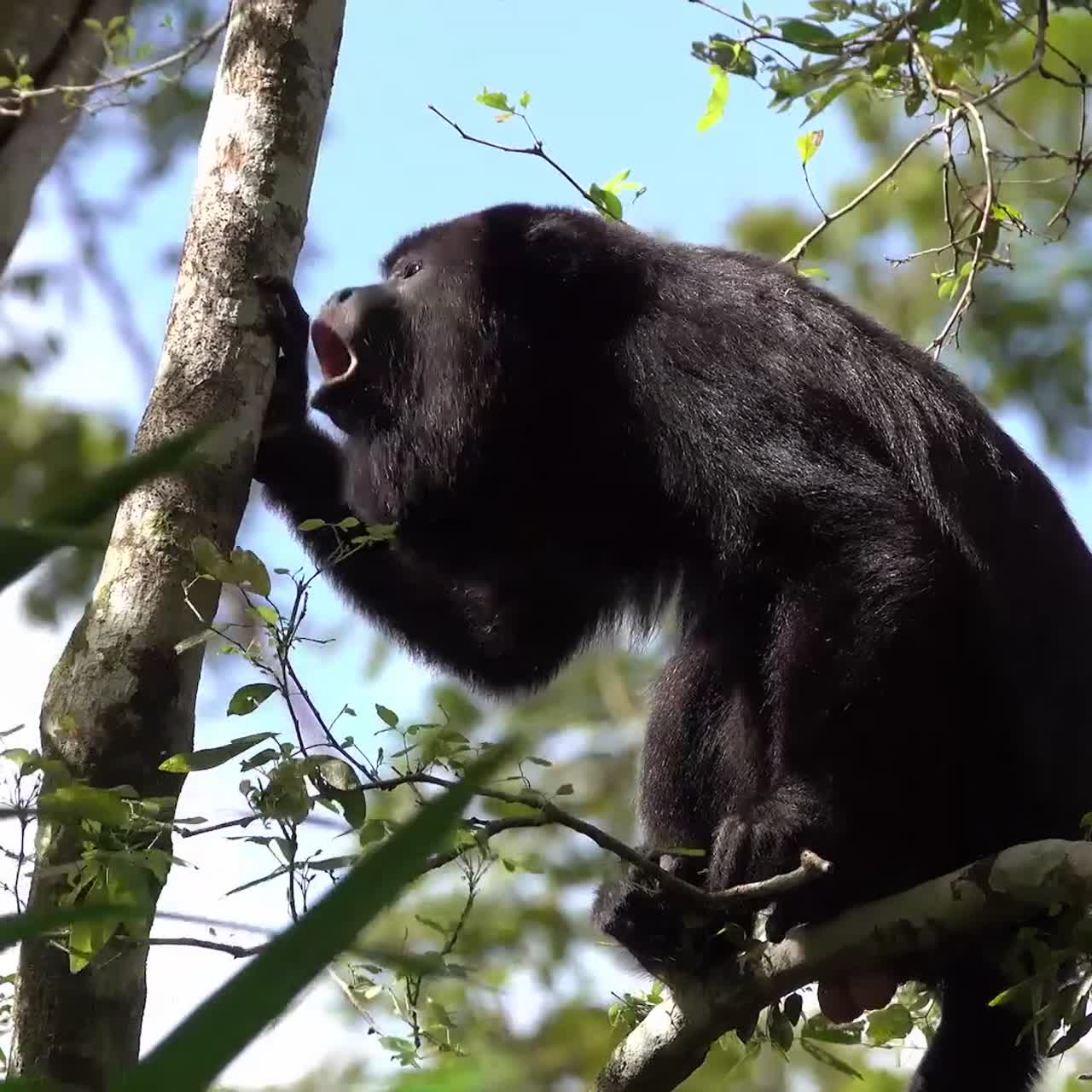 un mono aullador grita en un árbol en la selva tropical de belice 1