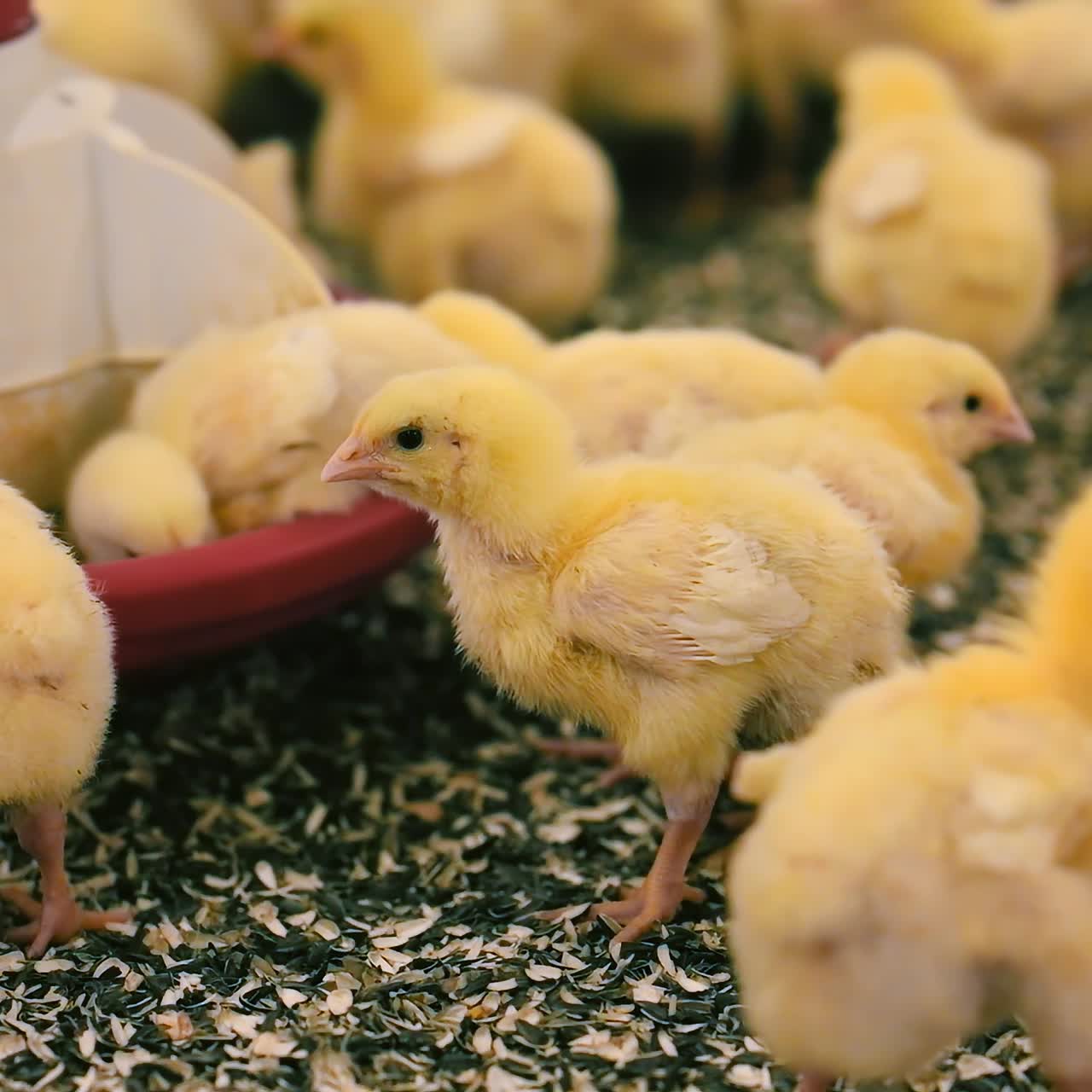 아기 닭의 그룹