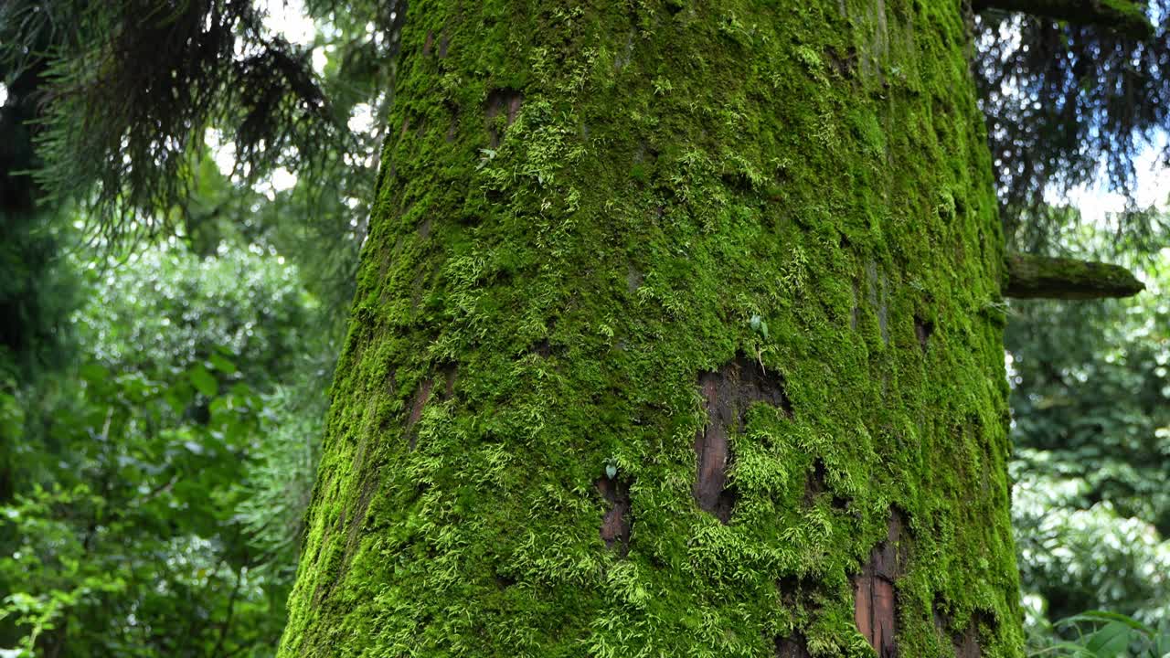 Parasitic plant moss living on pine trees