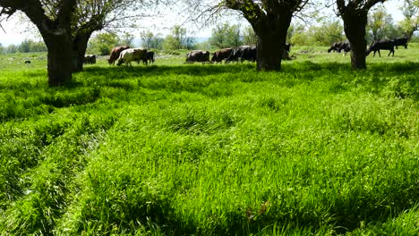 Un-Rebaño-Vacas-El-Pasto-De-Un-Prado-Con-Hierba-Exuberante