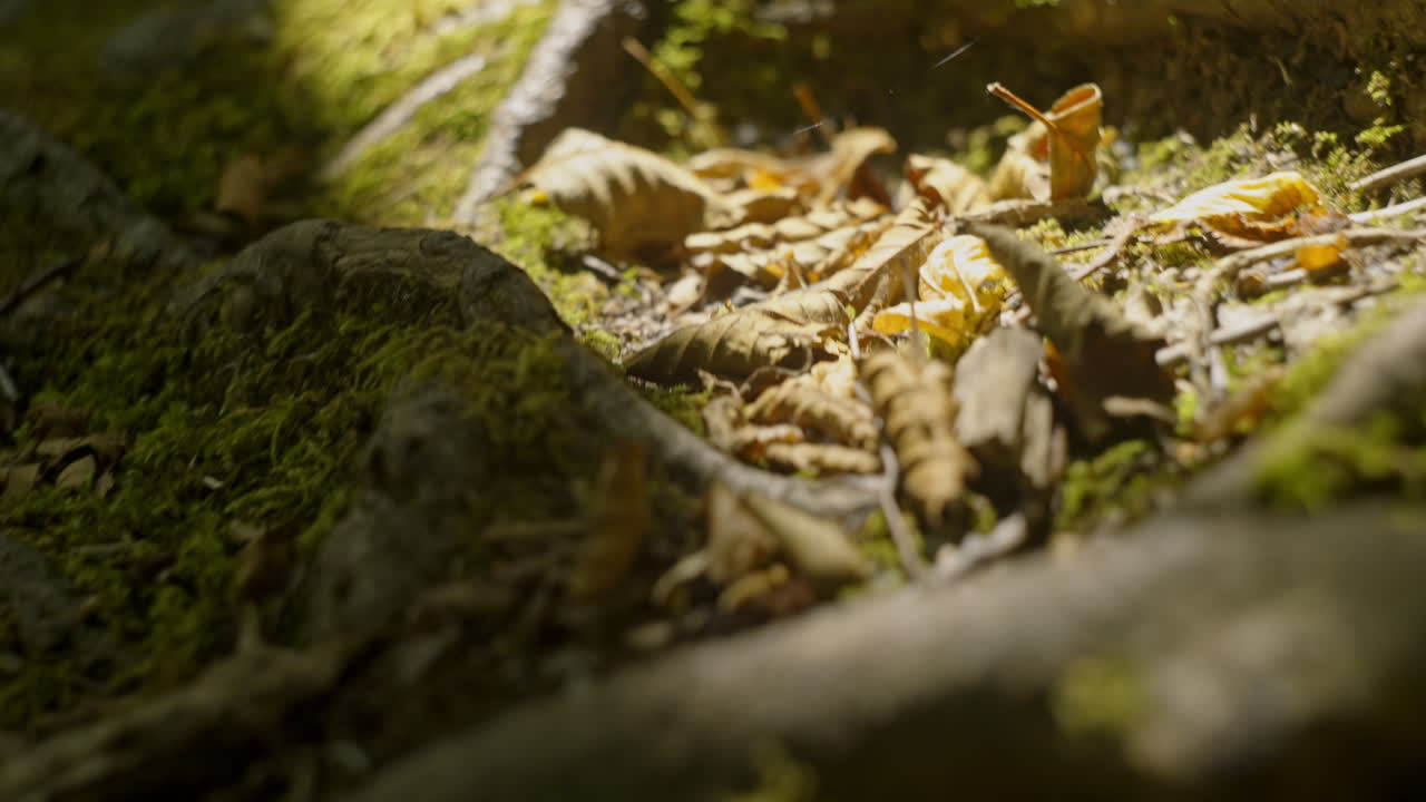 Moss and Leaves on the Ground