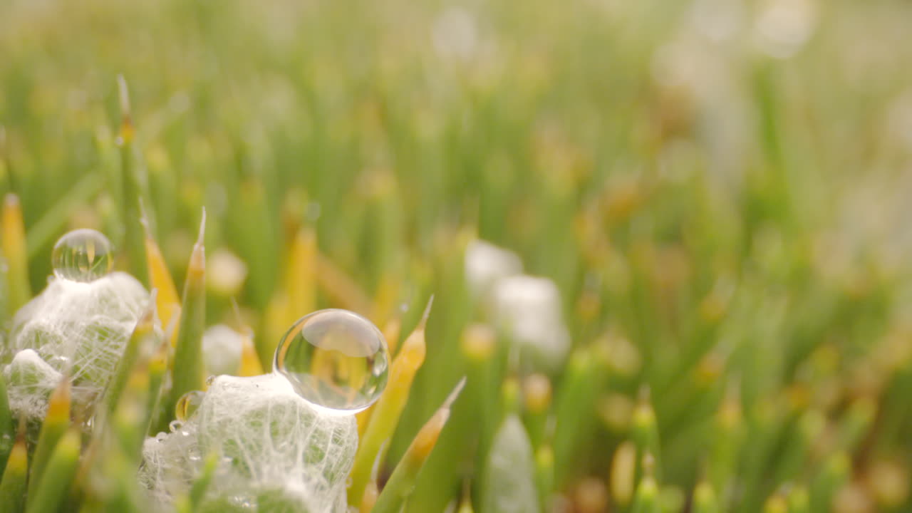 forest and vegetation, water drop macro