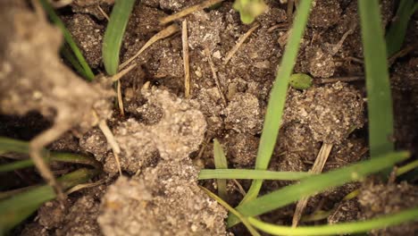 top down view of disturbed fire ant mound - slowly panning, wide angle view of ants, grass, dirt