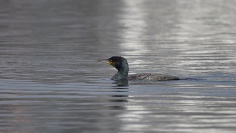 a cormorant swimming around on a lake in the sunshine