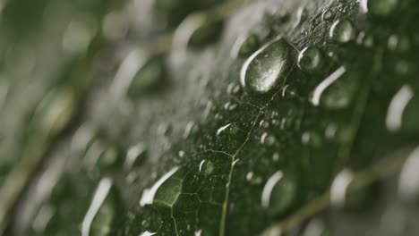 Micro-video-of-close-up-of-green-leaf-with-water-drops-and-copy-space