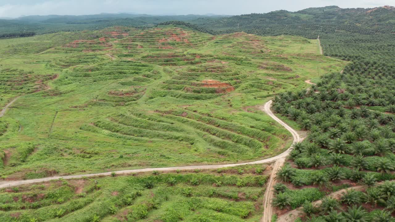Wide angle aerial shot of young and old oil palm plantation in Malaysia, in distance we can see the jungle and cloudy weather