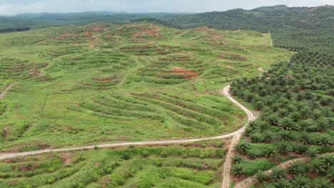 wide angle aerial shot of young and old oil palm plantation in malaysia, in distance we can see the jungle and cloudy weather