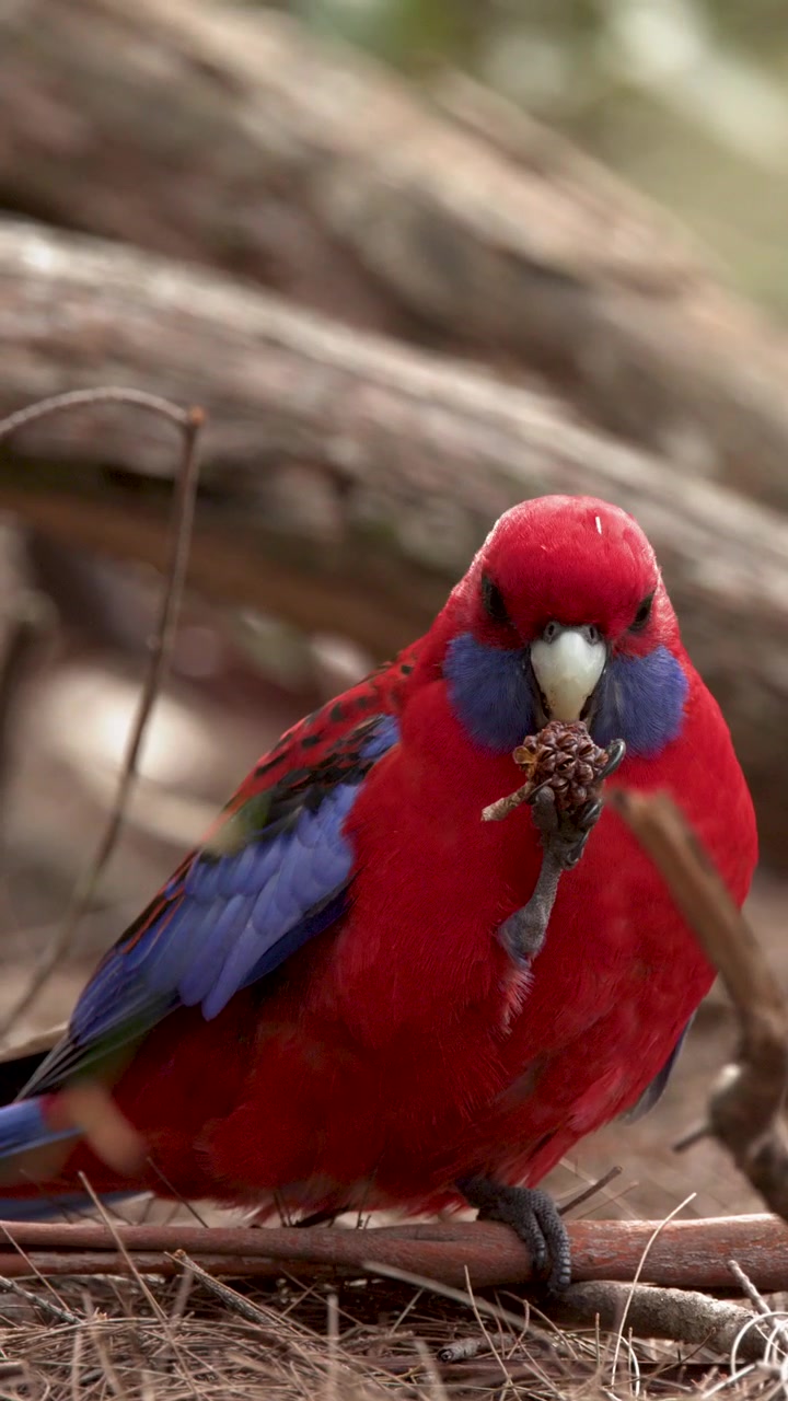 Primo piano di un pappagallo Rosella Cremisi che si nutre di un baccello di semi nelle Blue Mountains, Australia.