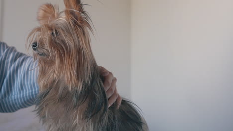 hand petting a little dog at home