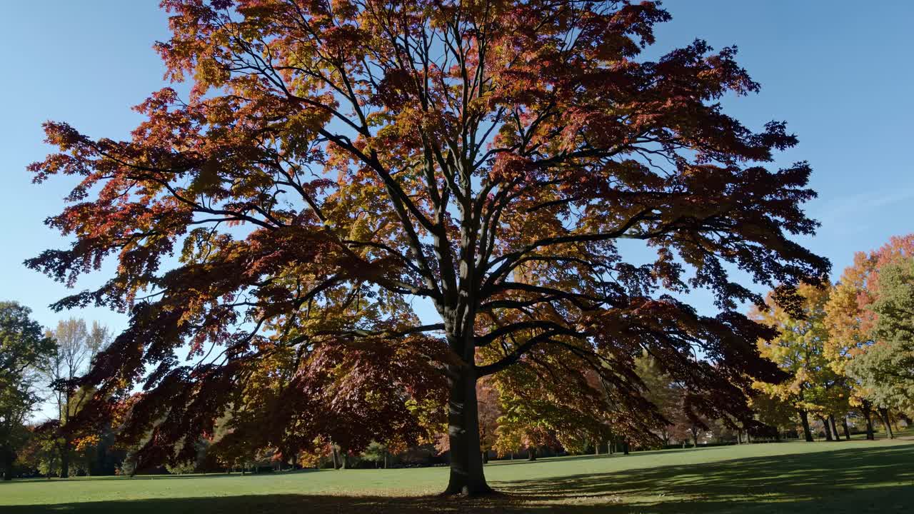 Wide-angle video shot of a majestic tree with vibrant autumn leaves, captured from a low angle