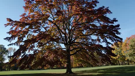 wide-angle video shot of a majestic tree with vibrant autumn leaves, captured from a low angle