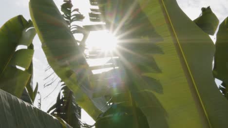 Bright-sun-shines-through-green-tropical-palm-leaves,-motion-view