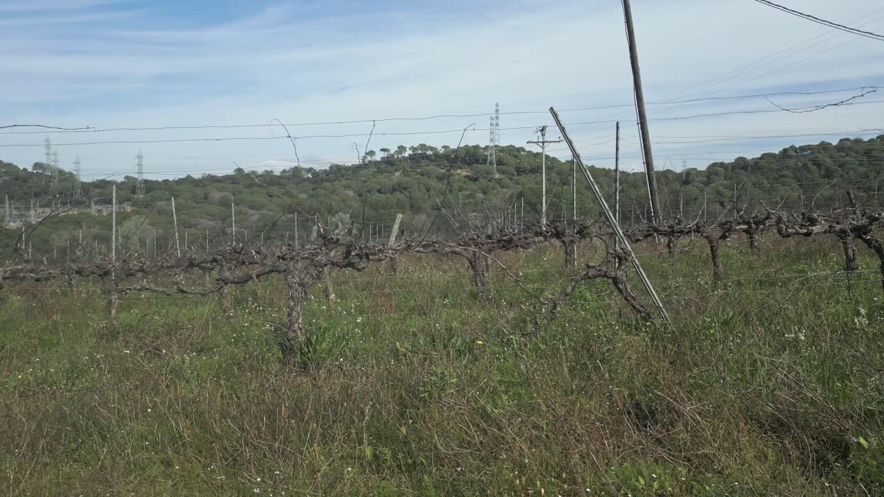 Winter vineyard shows dry, leafless vines supported by wooden posts and metal wires, with a hill covered in trees in the background under a clear blue sky