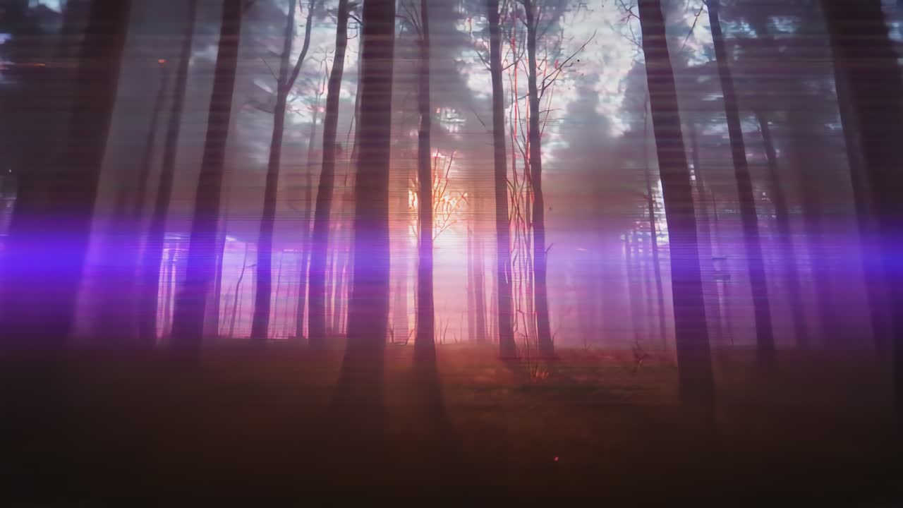 Brightening central light backlighting tall coniferous trunks at dawn, purple flare crossing mist