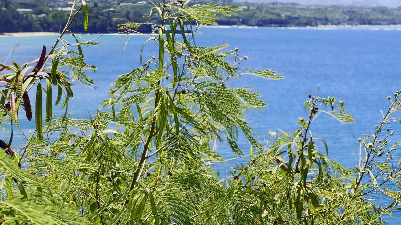 Cinematic long lens panning shot of the rugged northern shore of Kaua'i as viewed from Kilauea Point in Hawai'i