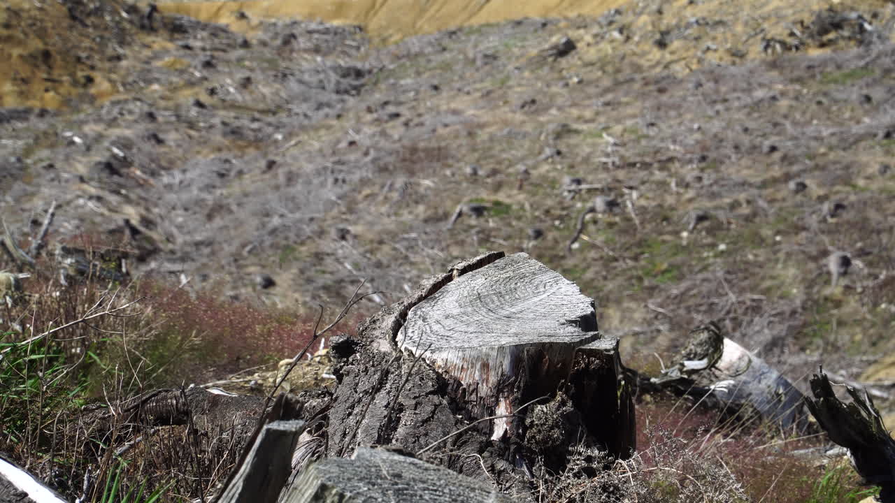 삼림 벌채 장면